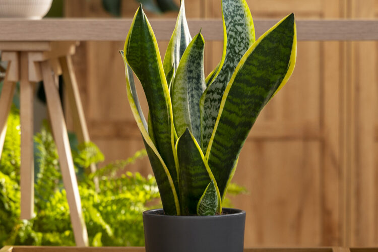 How to Care of a Happy Plant (Dracaena fragrans massangeana)