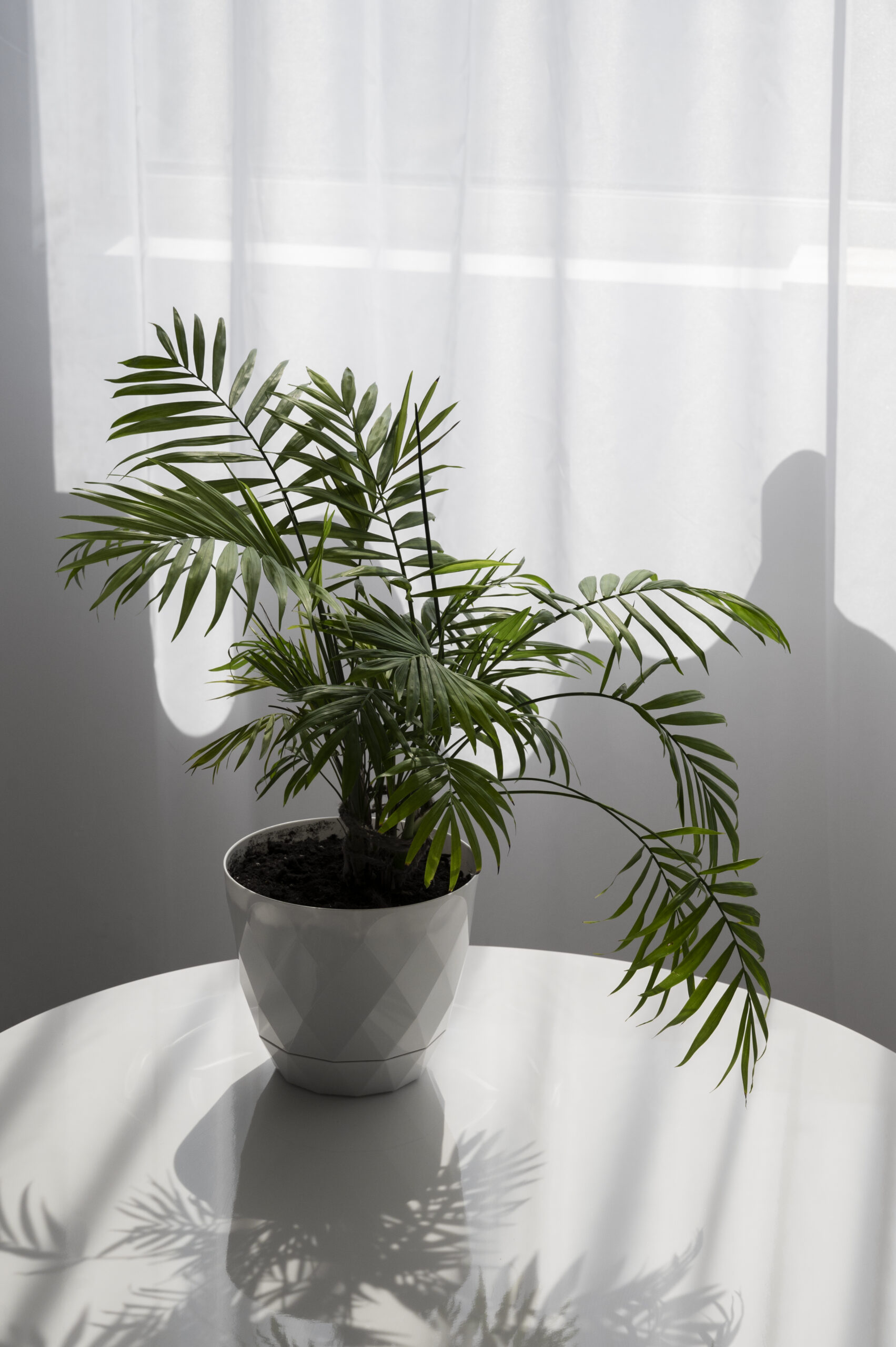 Happy Plant Care Indoors