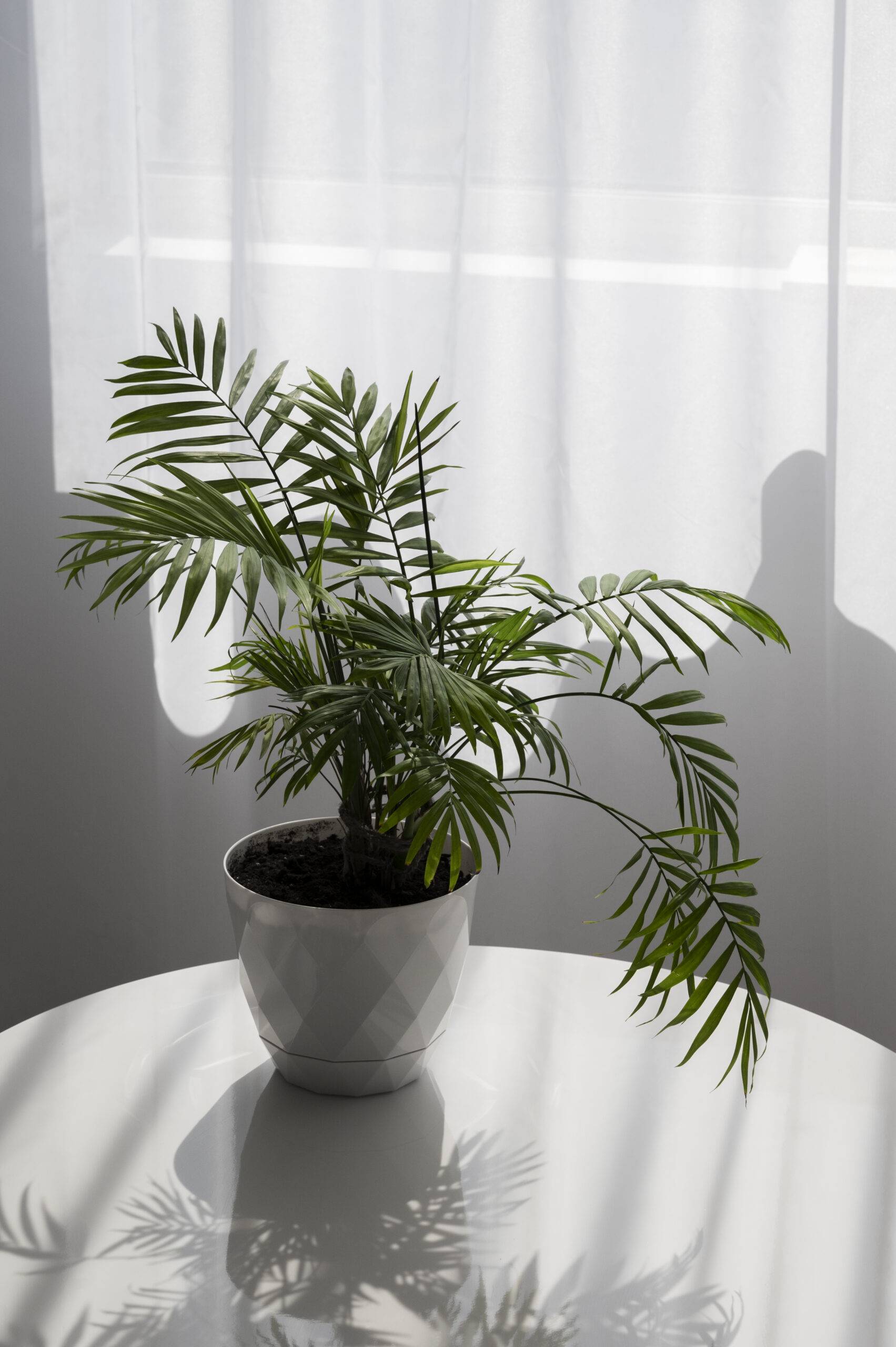 Guide to Growing a Happy Plant (Dracaena fragrans)