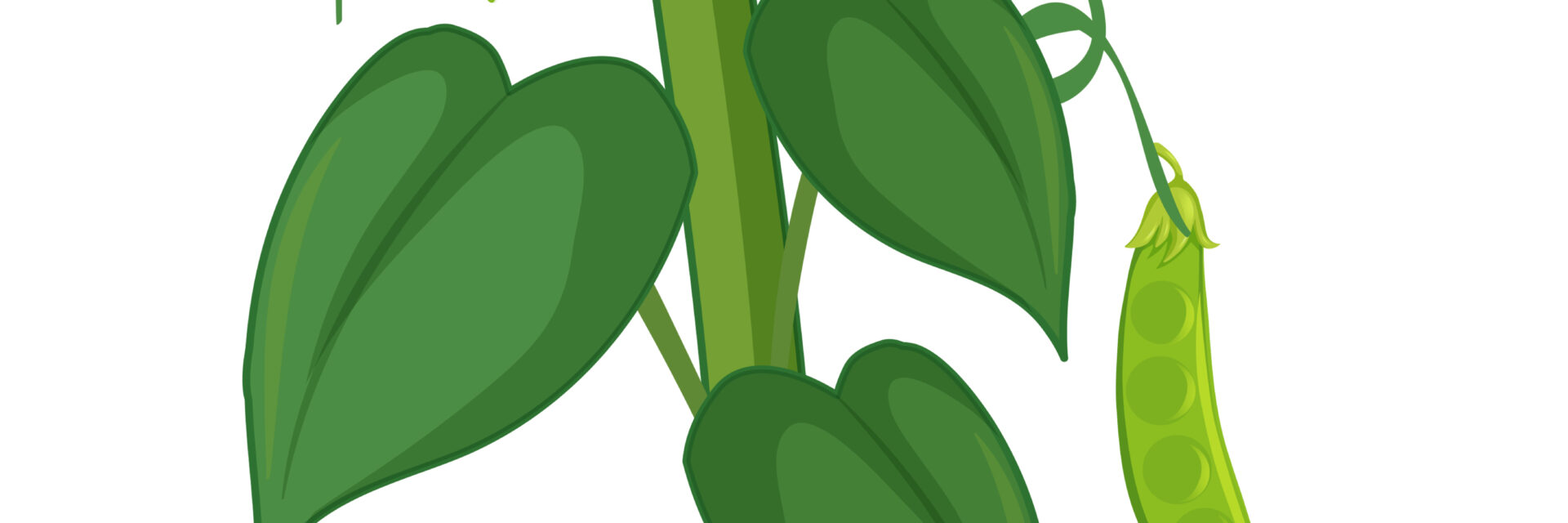 happy bean plants care
