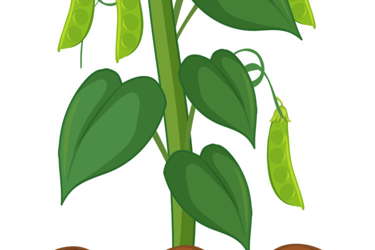 happy bean plants care