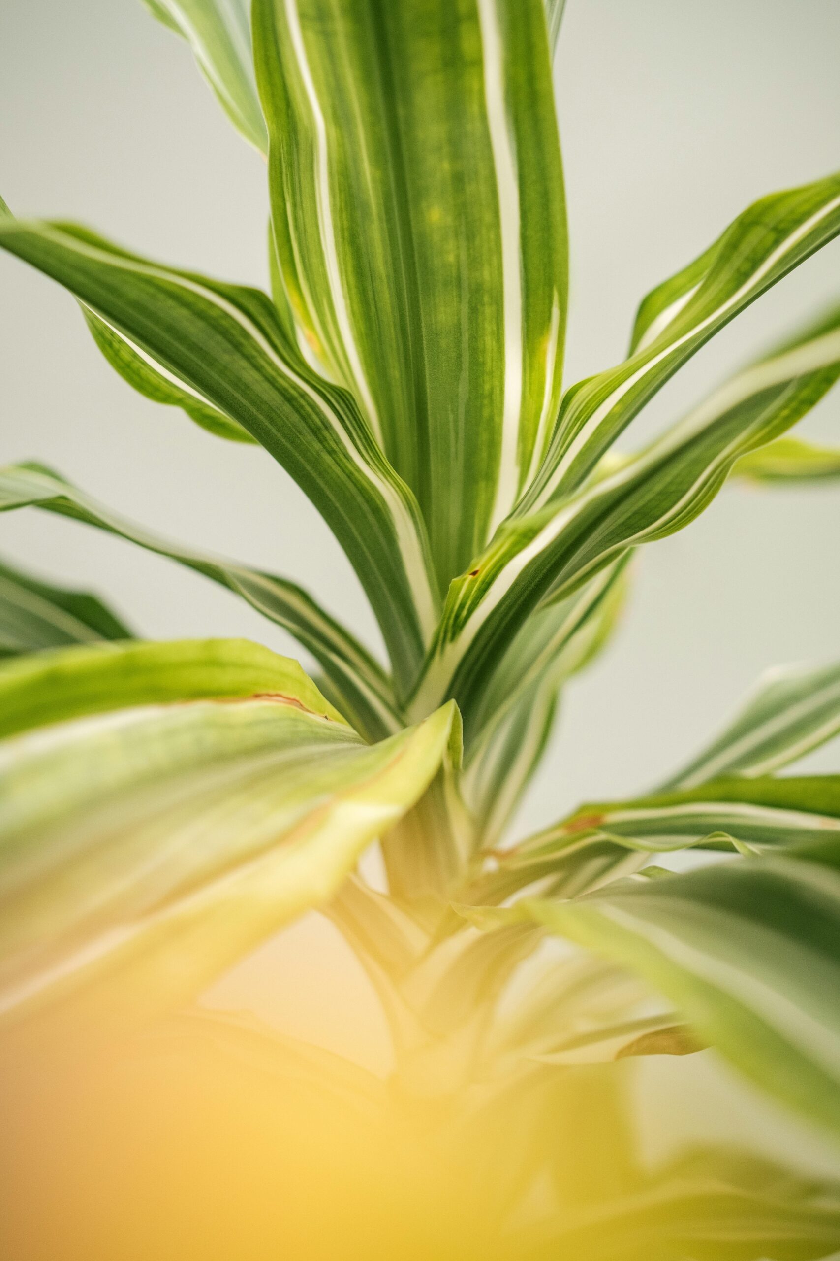 happy plant care and guide