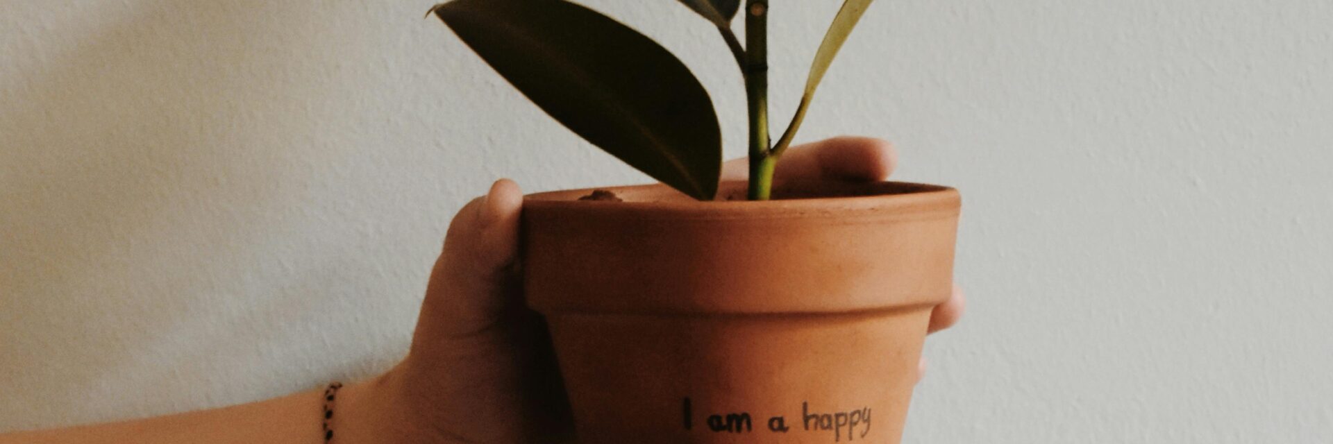 Dracaena Happy Plant
