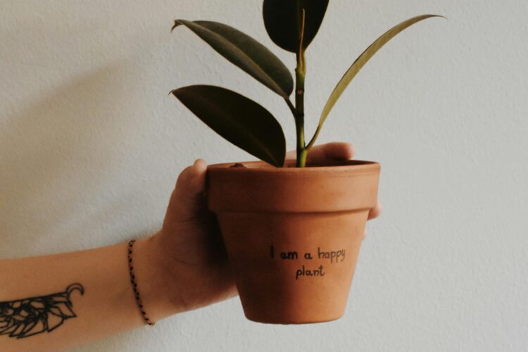 Dracaena Happy Plant