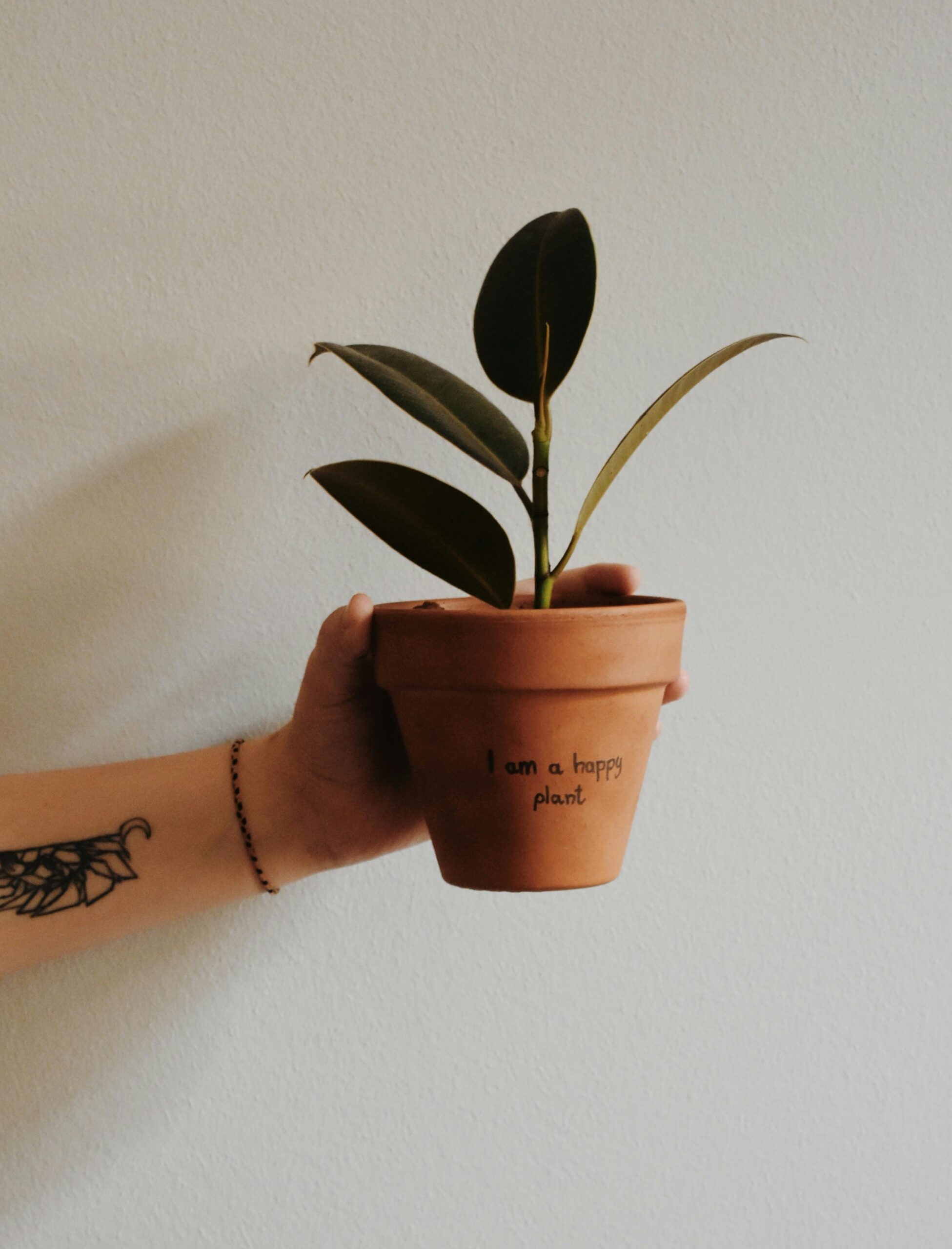 Dracaena Happy Plant