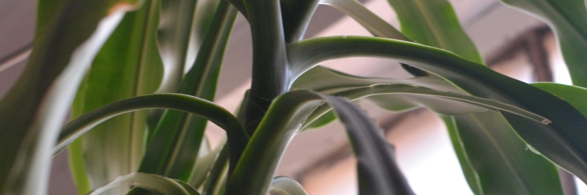 Happy plant leaves turning yellow is your plant's way of asking for help