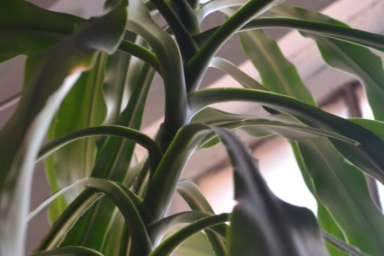 Happy plant leaves turning yellow is your plant's way of asking for help