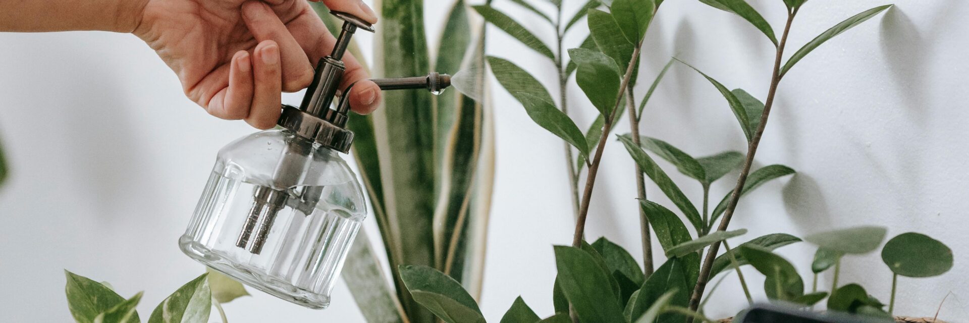 happy bean plant care
