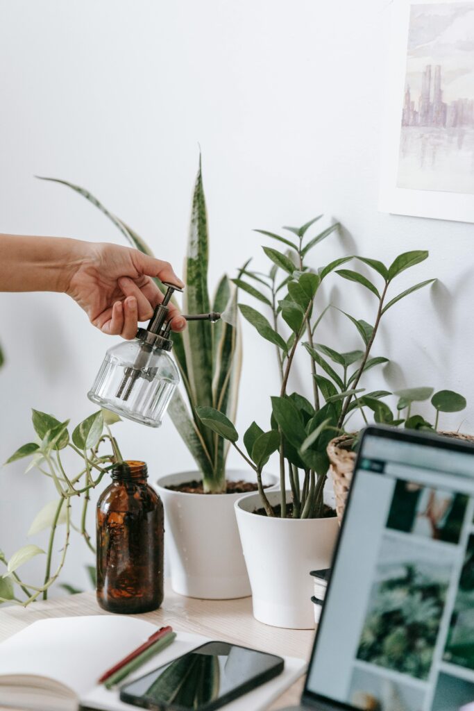 happy bean plant care