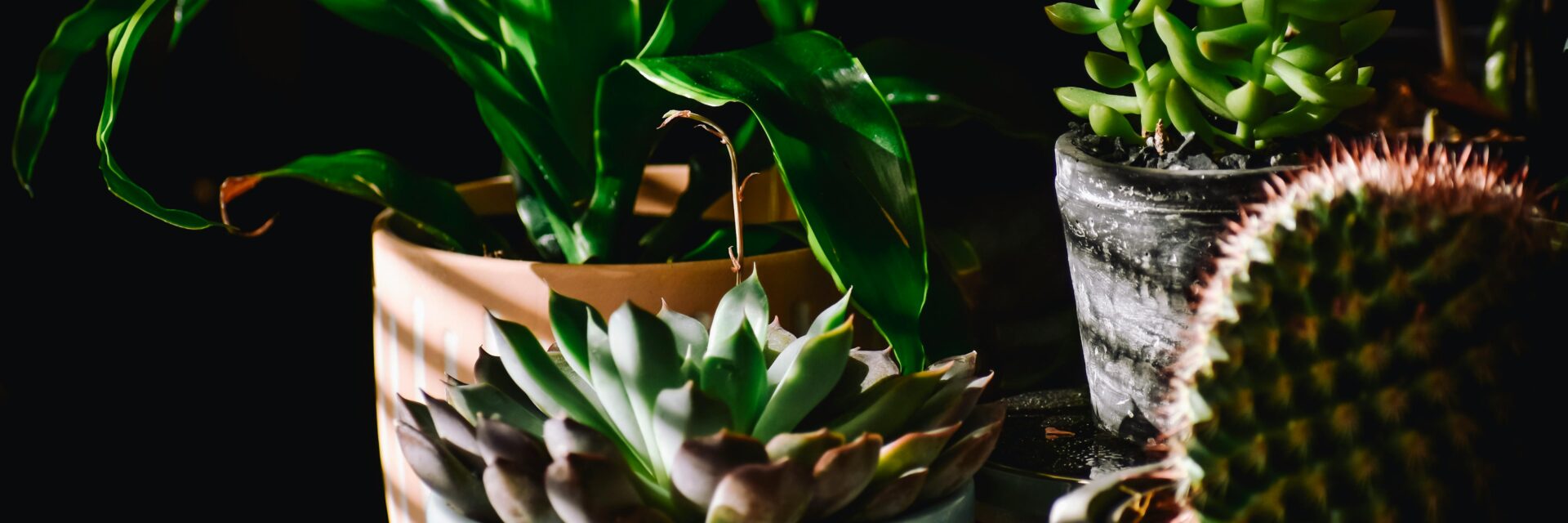 cheerful houseplants