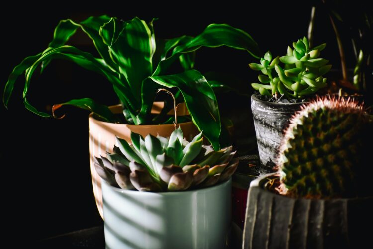 cheerful houseplants