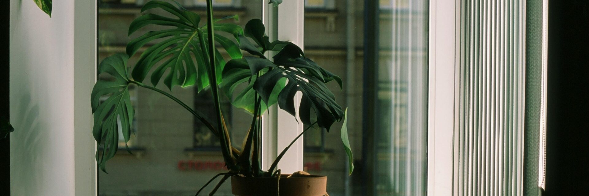 Plants That Bring Happiness