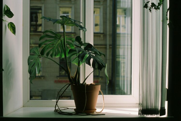 Plants That Bring Happiness