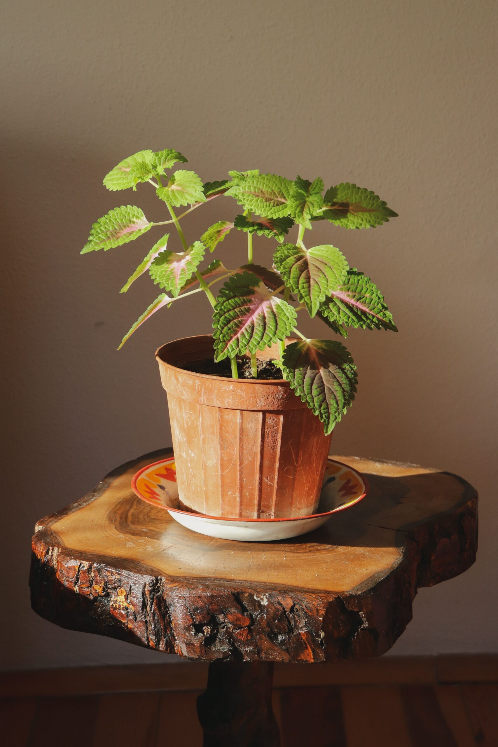 happy little plants