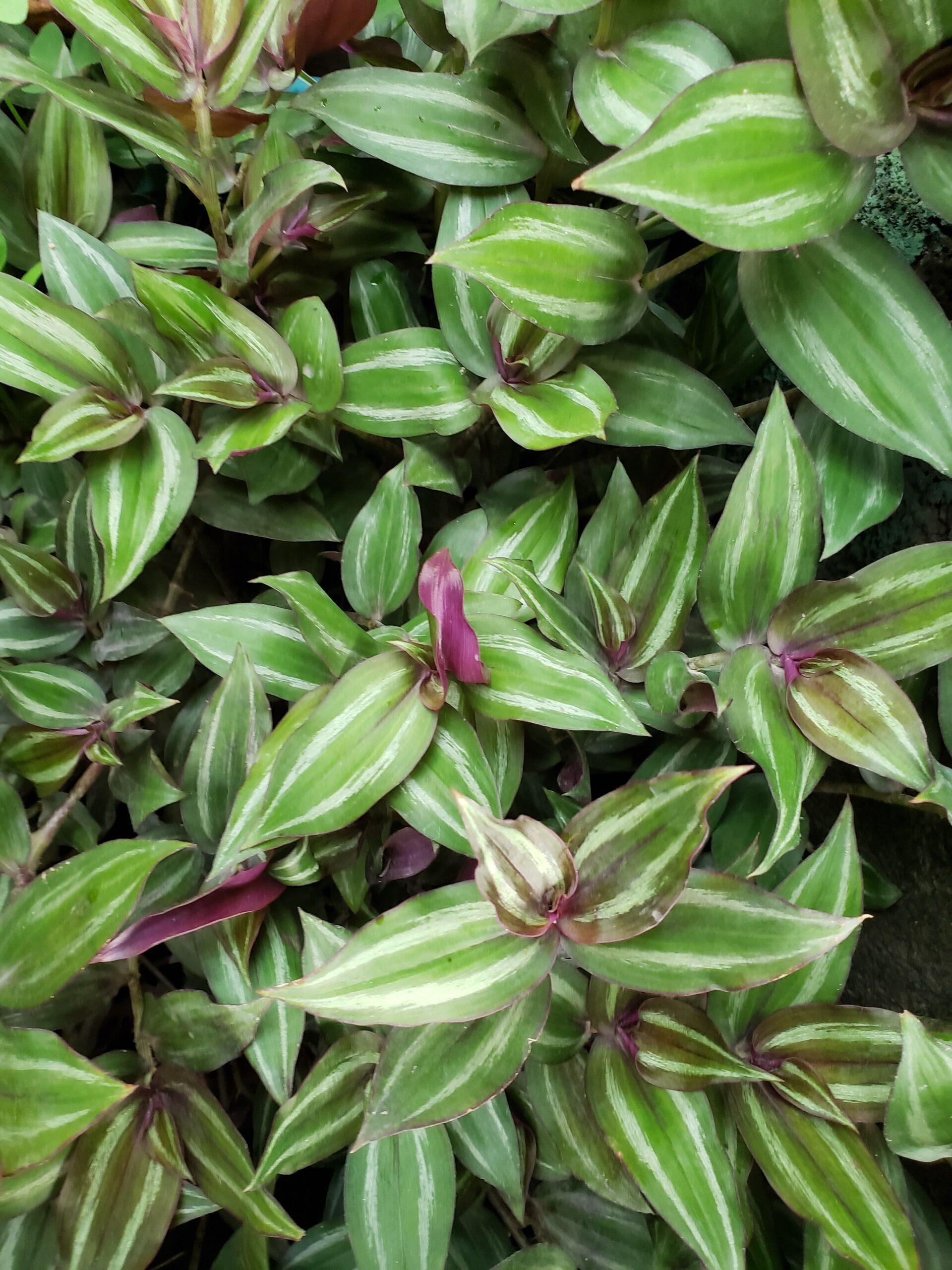 Happy Wanderer Plant
