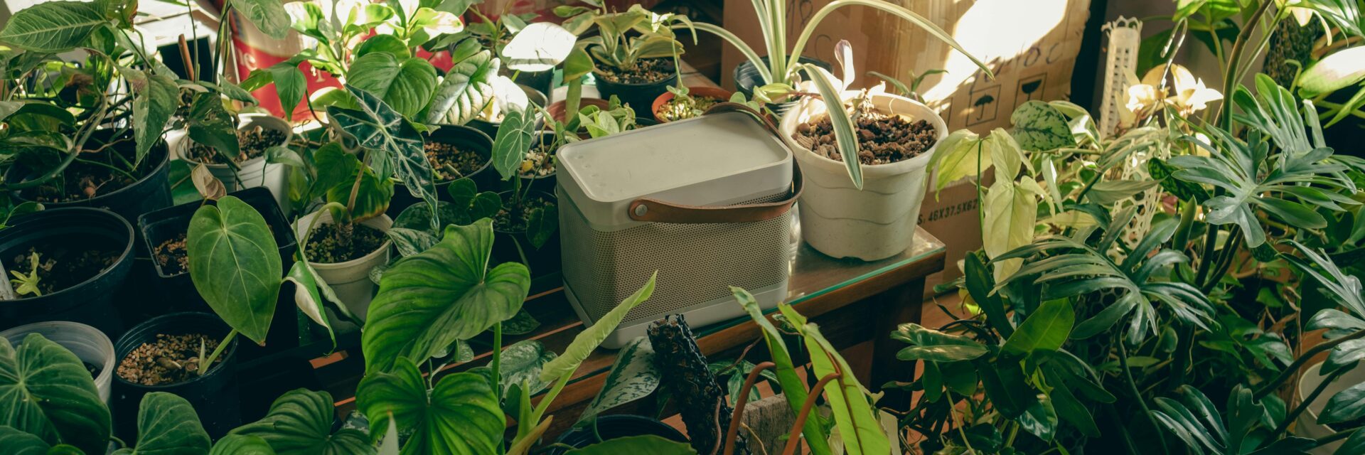we are happy plant