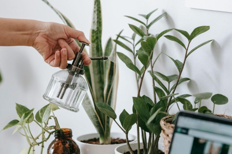 Why Your Leafy Friends Change Everything