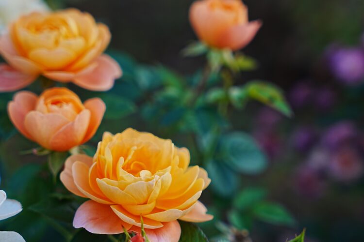 Happy Go Lucky rose plant
