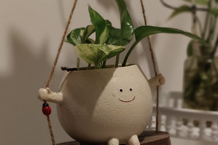 a happy plant flower