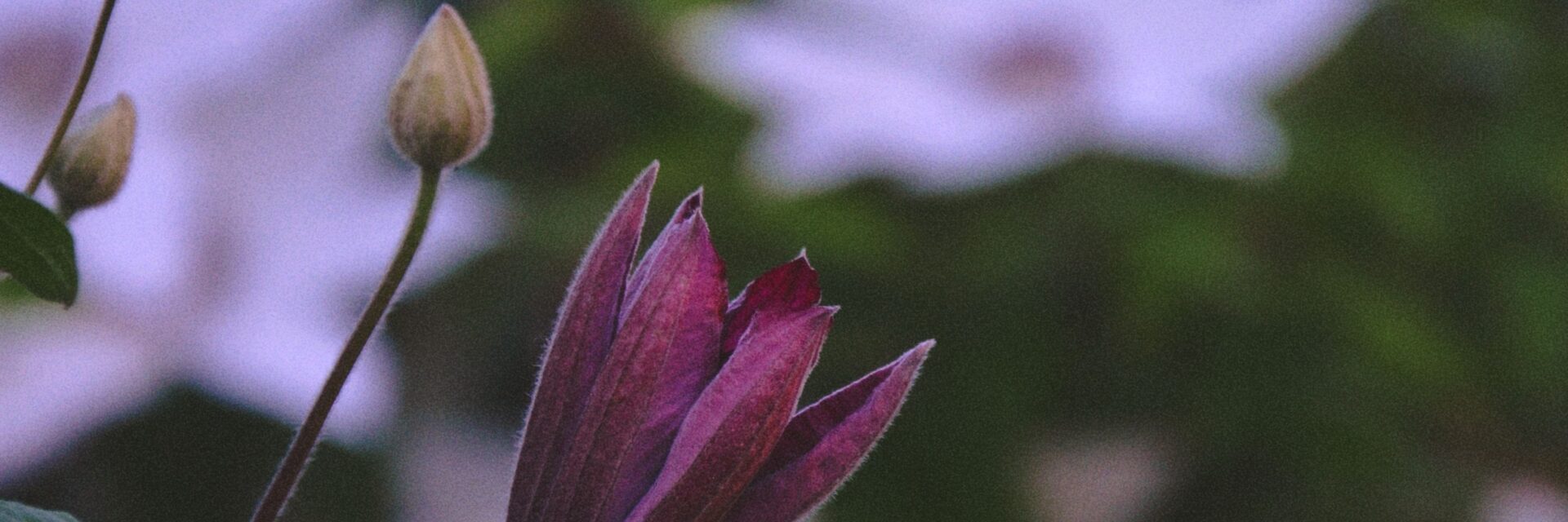 purple clematis
