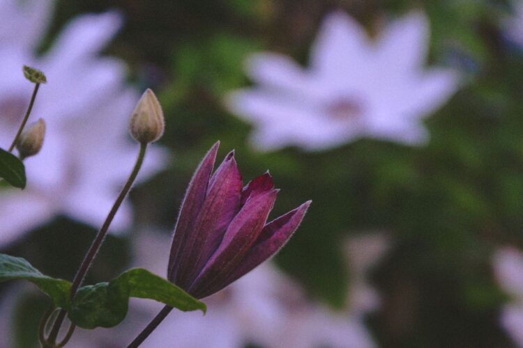 purple clematis