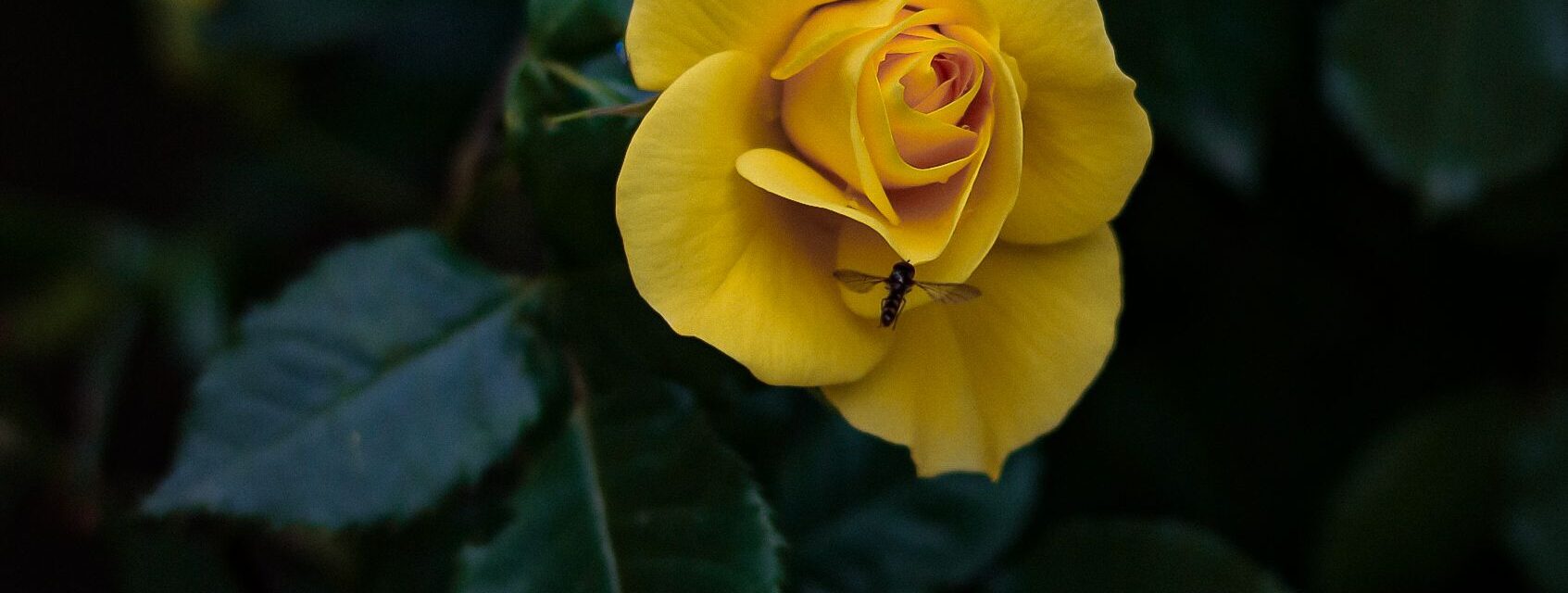 yellow rose plant