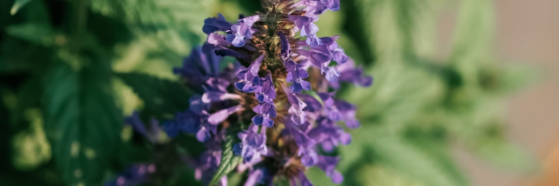 catmint plant