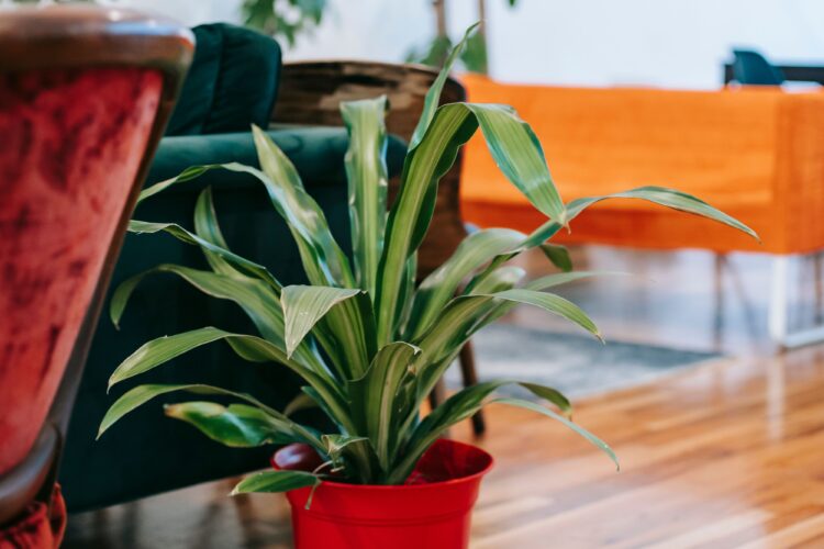 happy houseplant