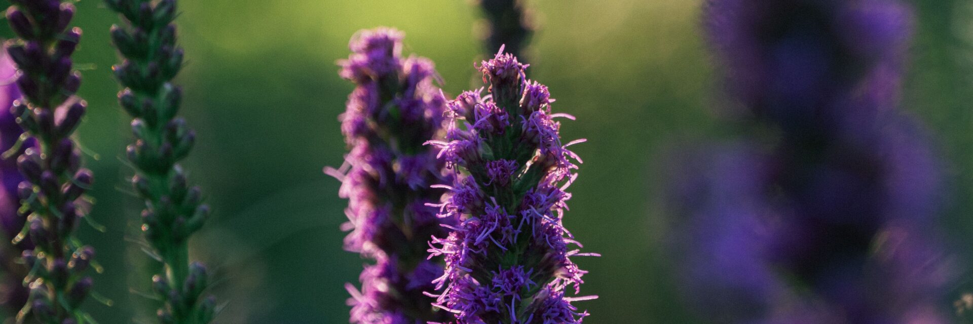 blazing star plant