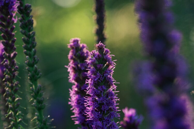 blazing star plant