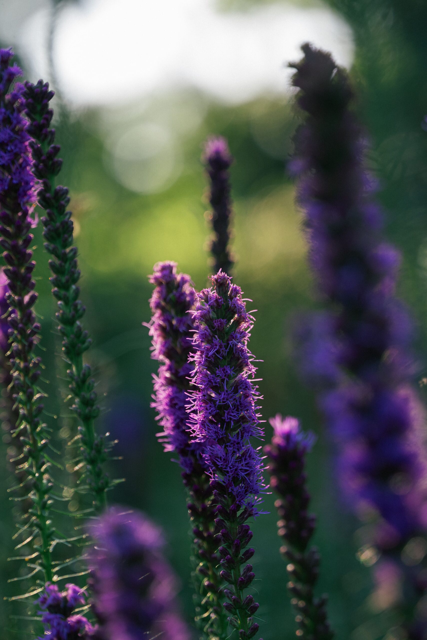 blazing star plant