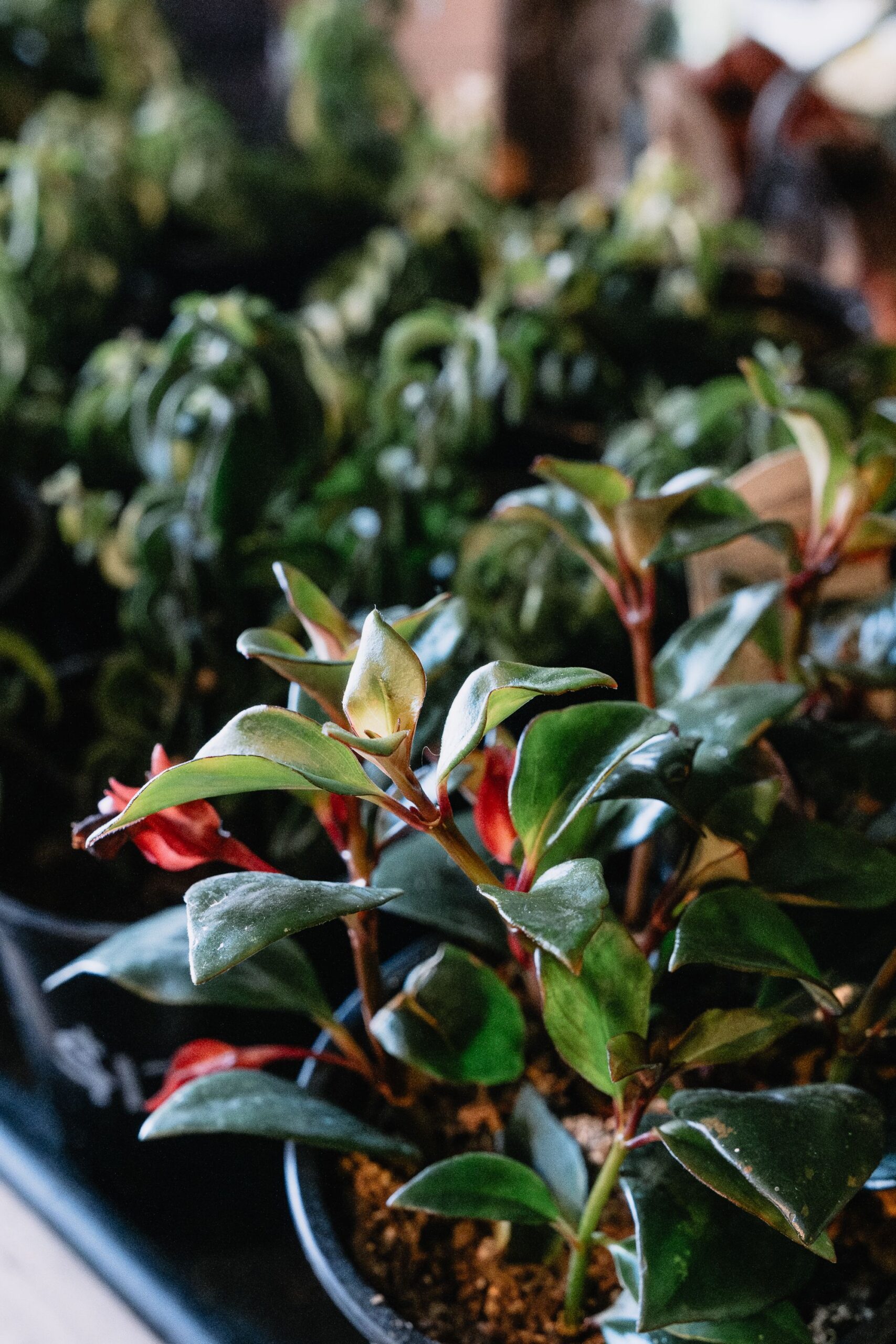 happy valley plant