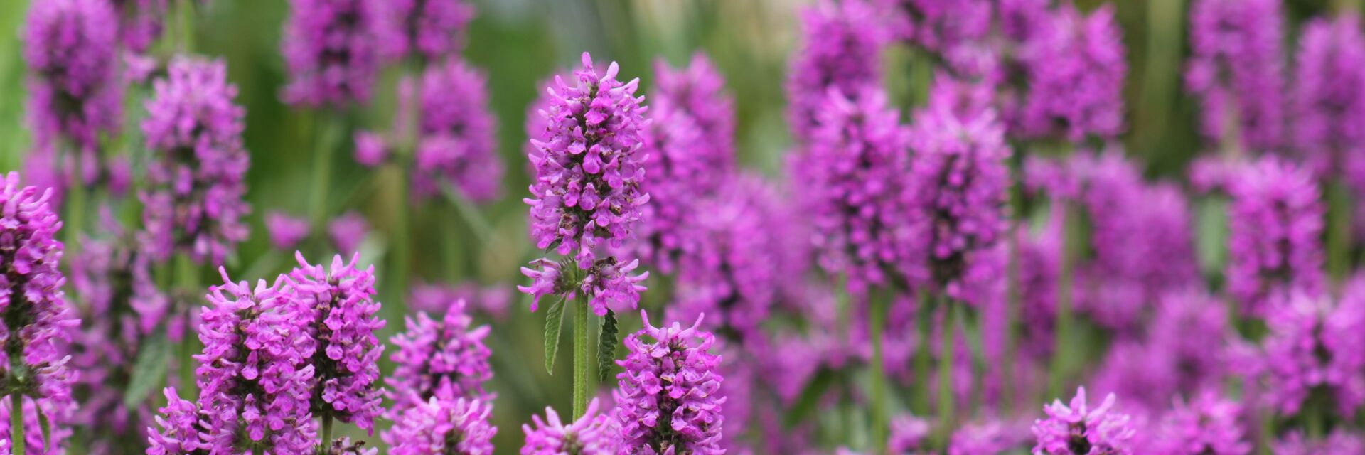 agastache plant