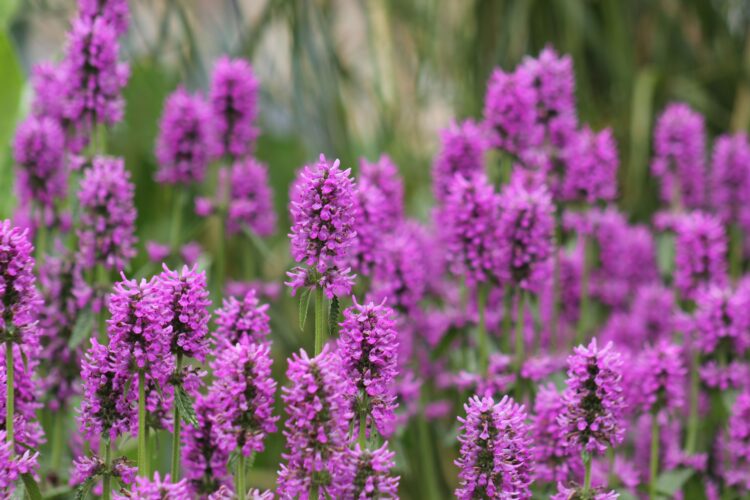 agastache plant