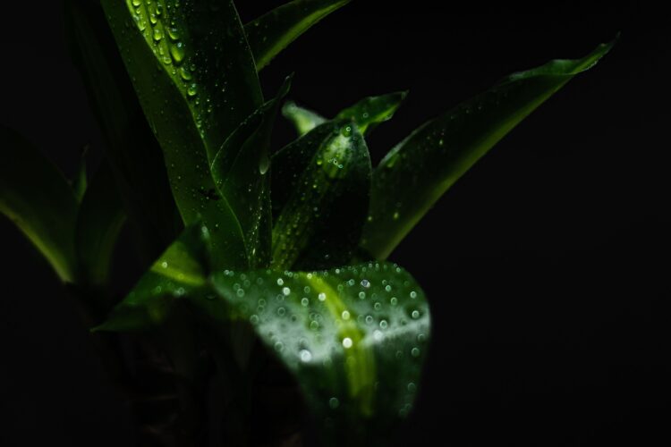 happy green plant