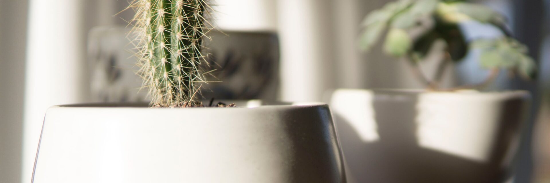 happy cactus plant