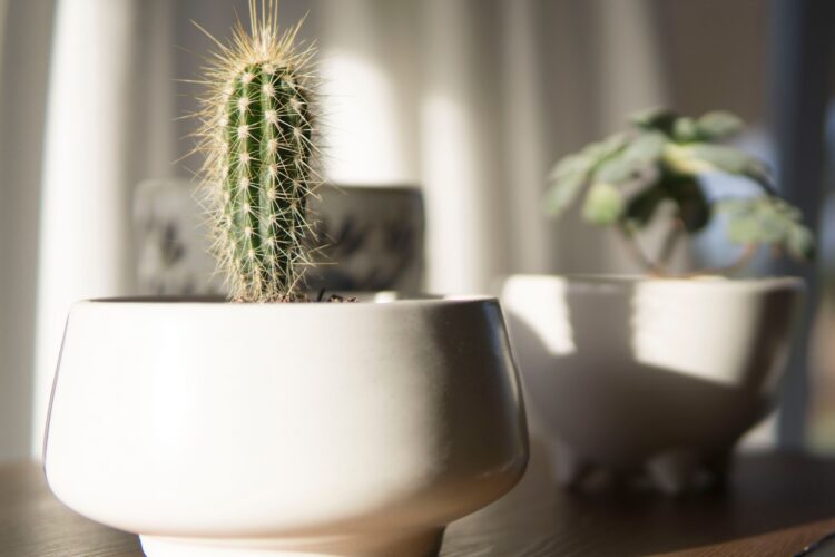 happy cactus plant
