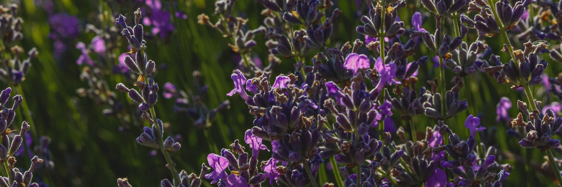 how to plant lavender