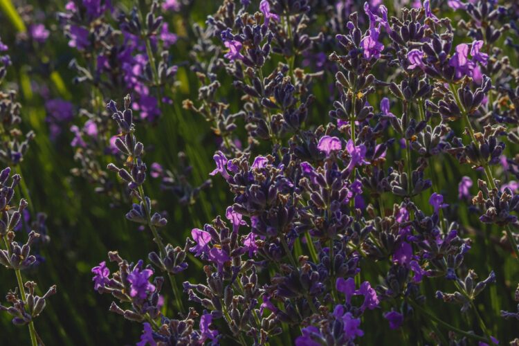 how to plant lavender