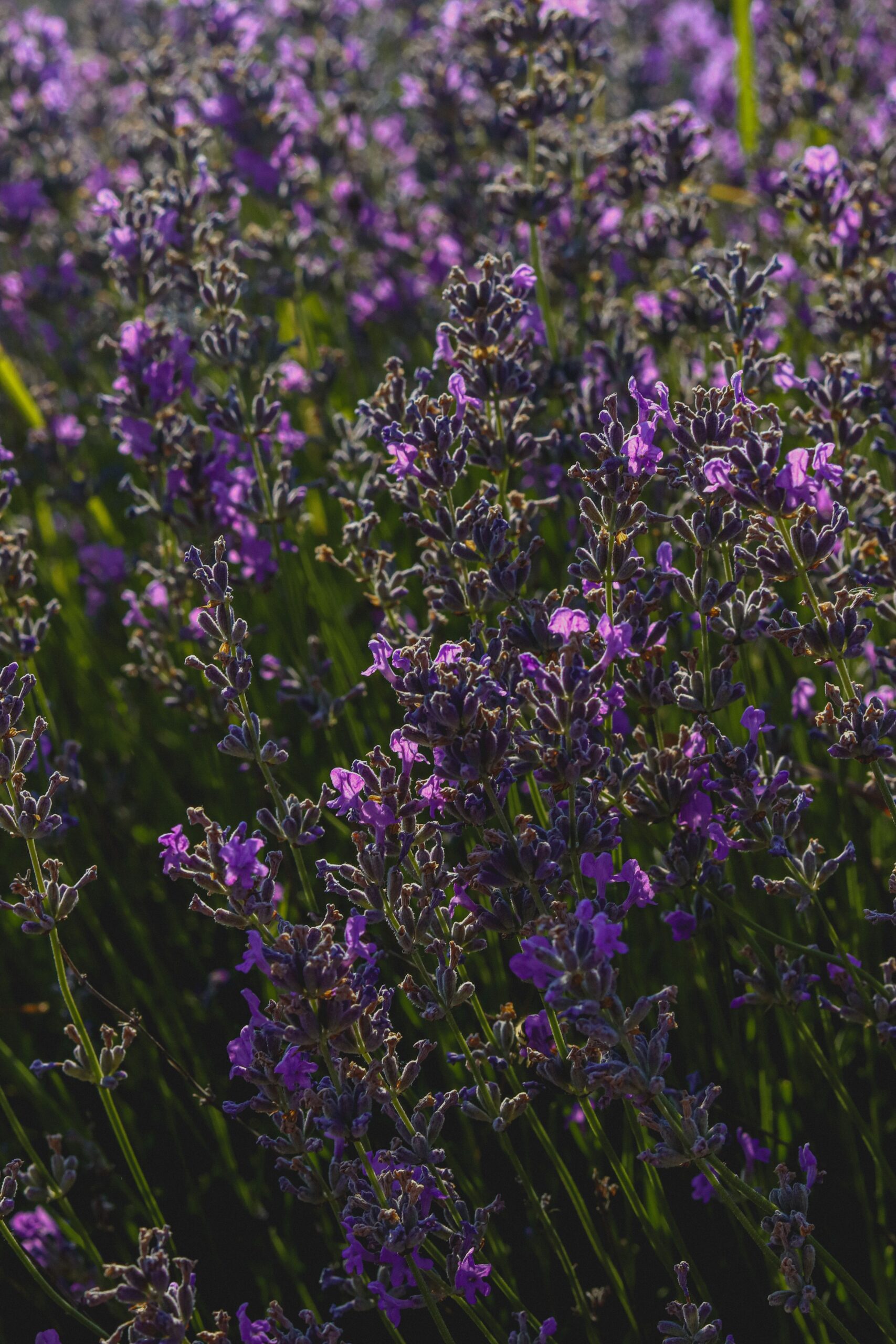 how to plant lavender