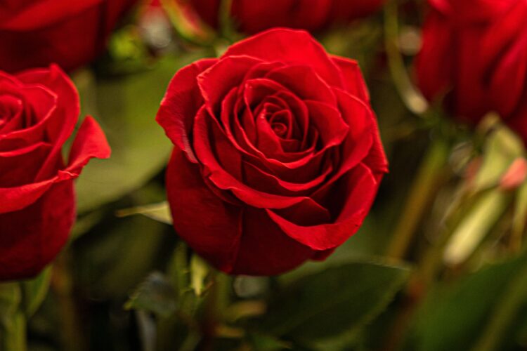 Happy Anniversary Rose Plant
