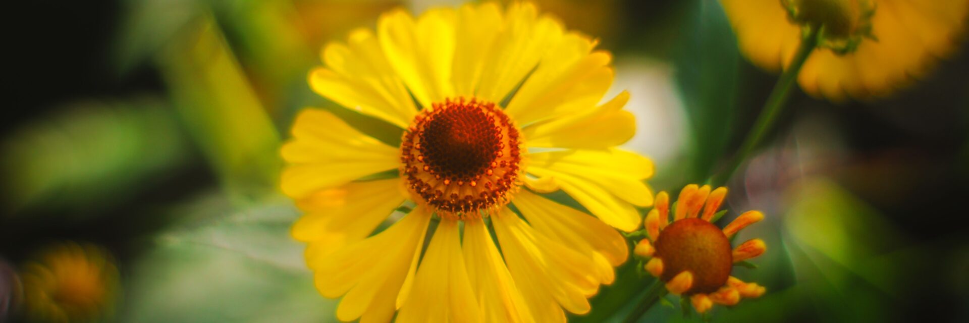 sneezeweed plant
