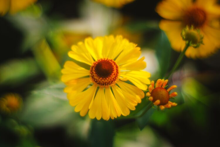 sneezeweed plant
