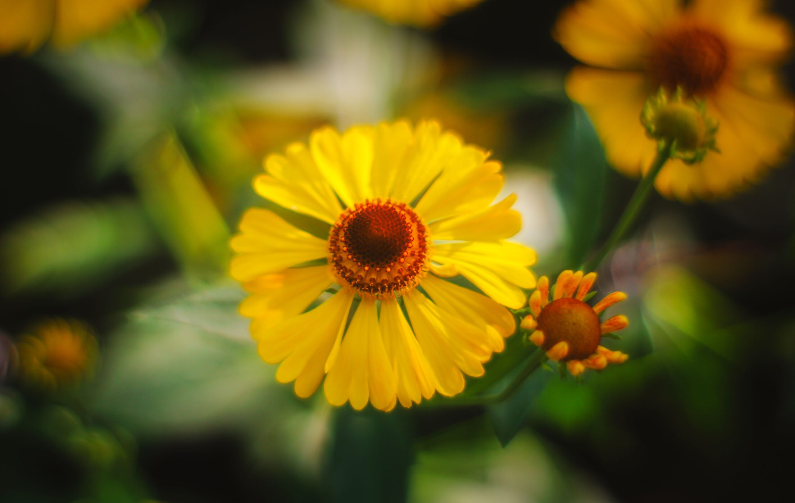 sneezeweed plant