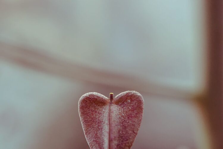 Happy Heart Plant