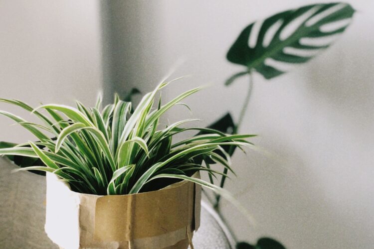 happy retirement plants