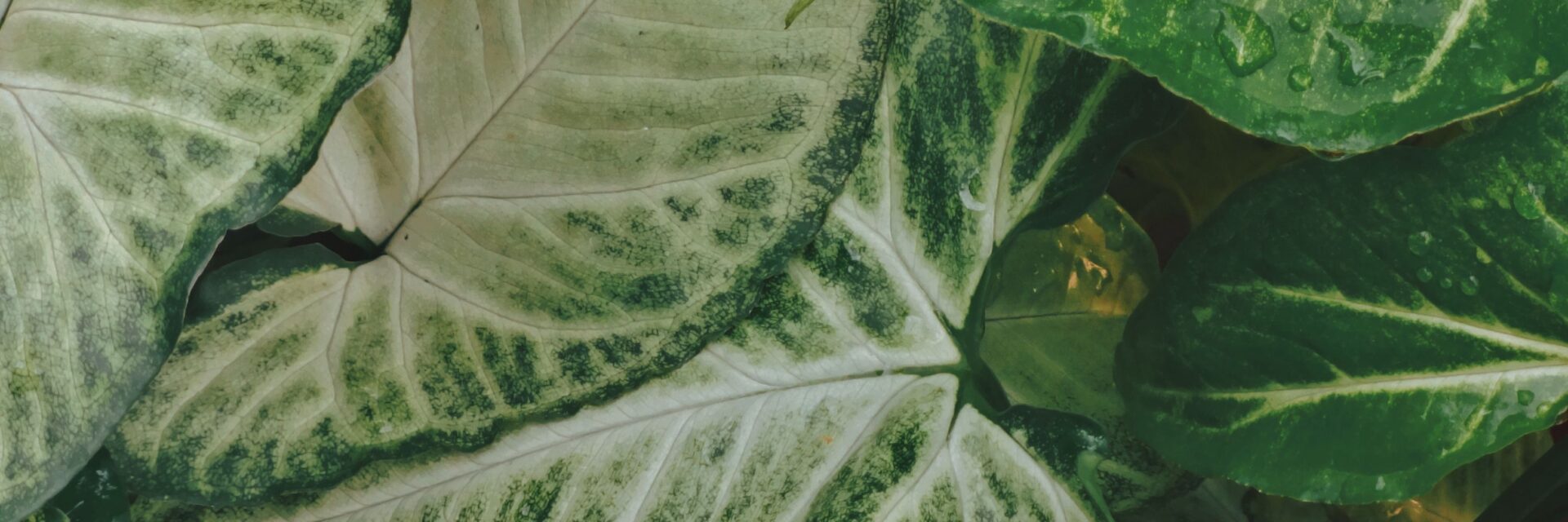 syngonium varieties