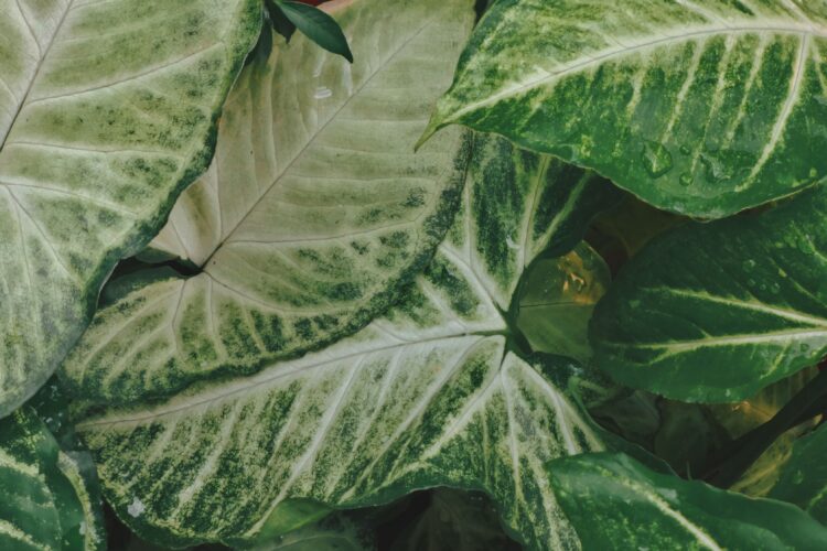 syngonium varieties