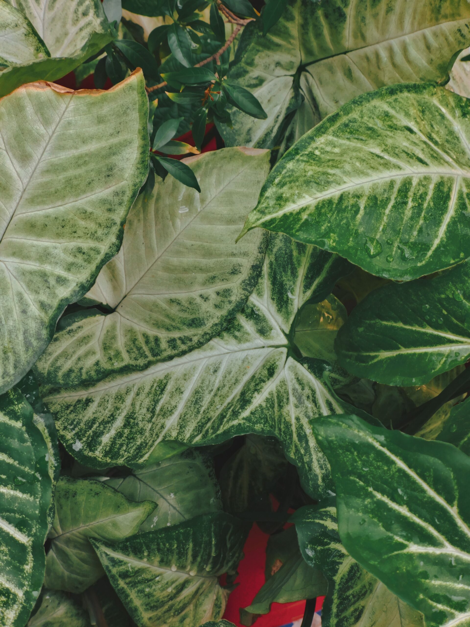 syngonium varieties