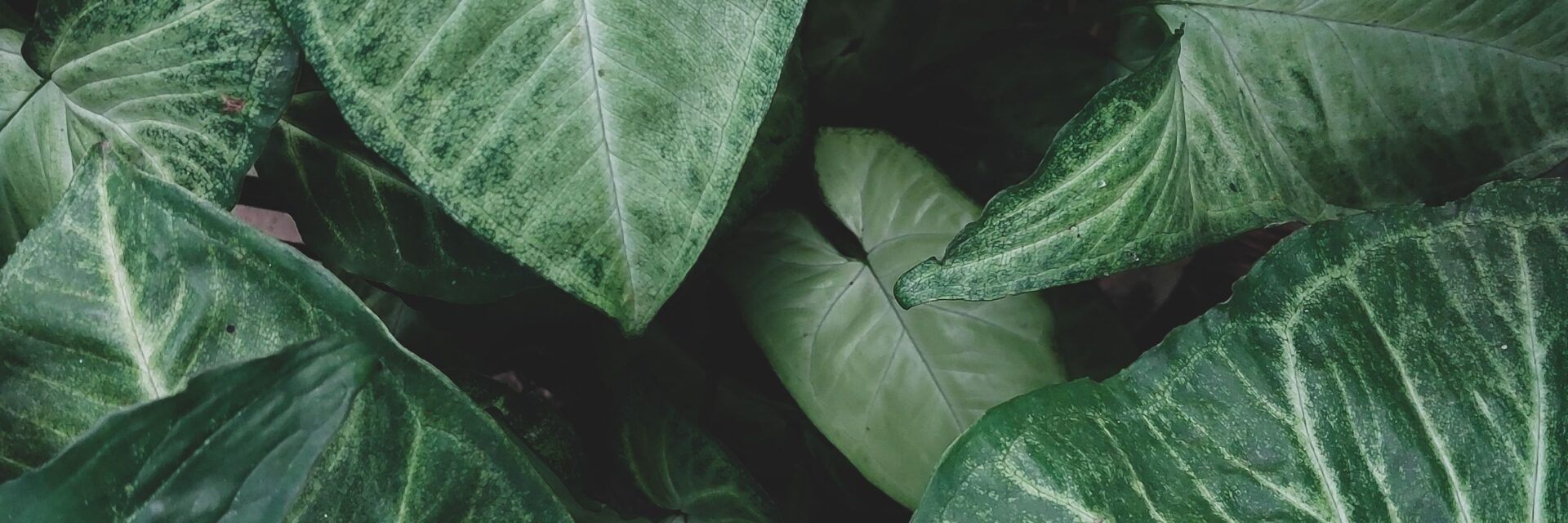 Syngonium